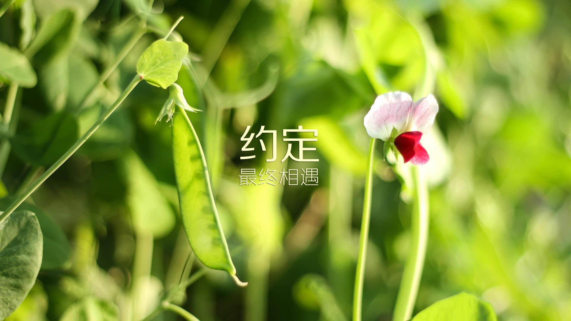 西甲绝佳盘带：巧妙过人引爆全场！，体育盘口西甲