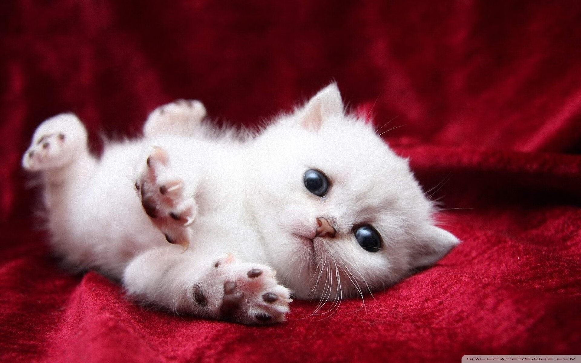 黄蜂小前锋场上滑倒引发伤情担忧，前黄蜂队